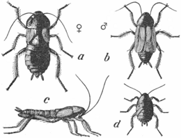 Orientalsk kakerlakk (Blatta orientalis). a, hunn; b, hann; c, hunn fra siden; d, nymfe.