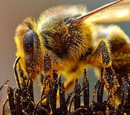 Bie som samler pollen. Foto: Jon Sullivan  