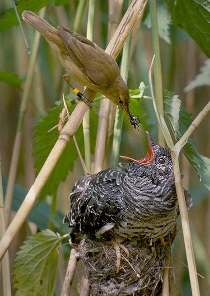 Fil:Reed warbler cuckoo.jpg