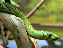 Grønn mamba, Dendroaspis viridis