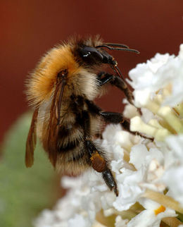 Humle (med pollenkurv med pollen på bakfoten). Bildet viser en åkerhumle (Bombus pascuorum).